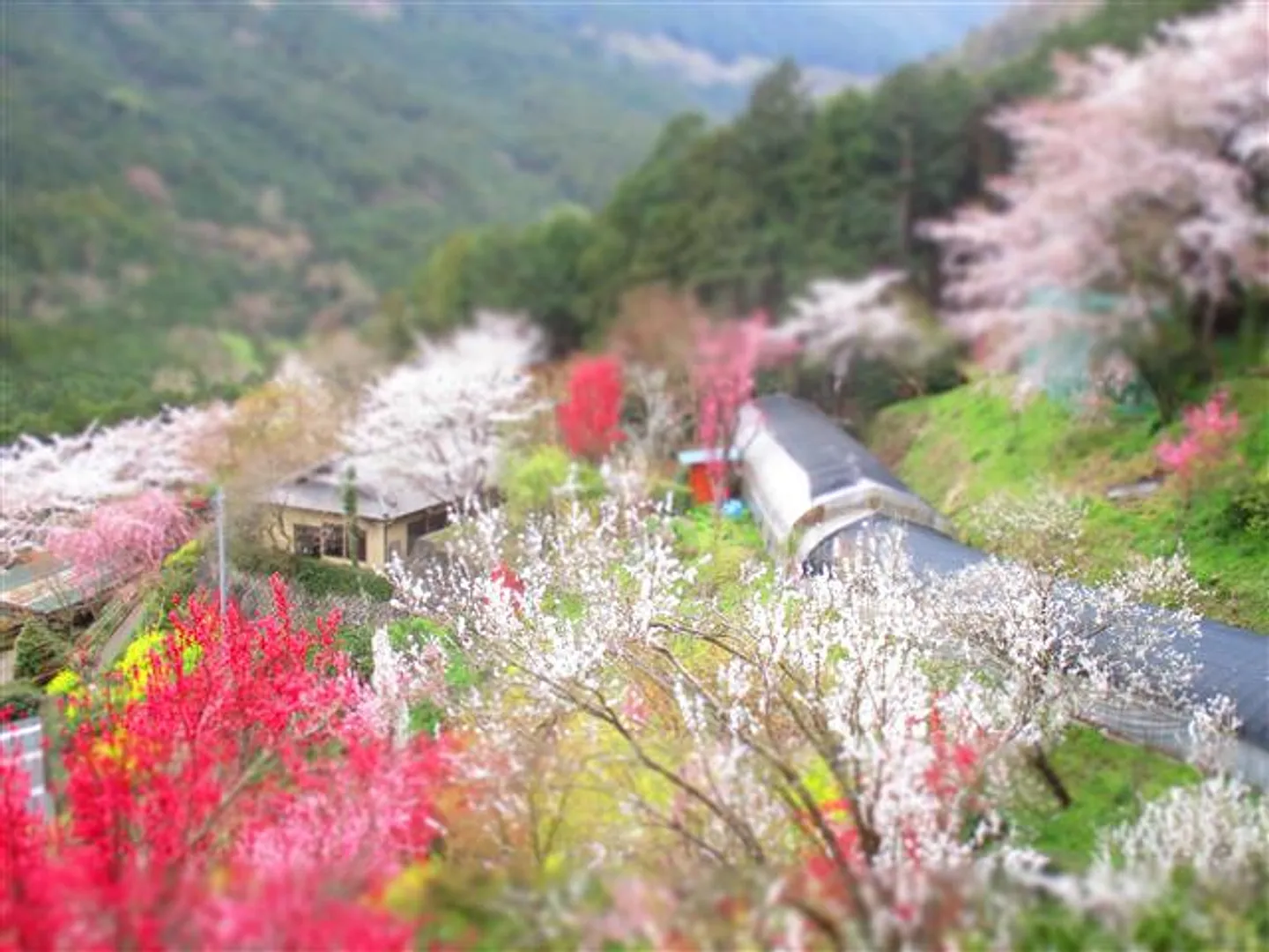 春のお山