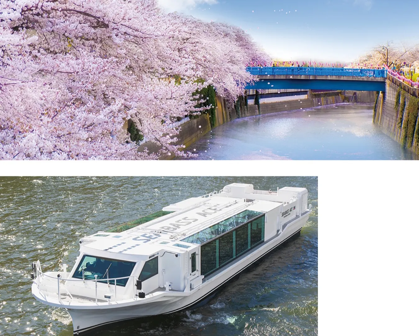 大岡川の桜のイメージ（上）とシーバスエース（同社提供）