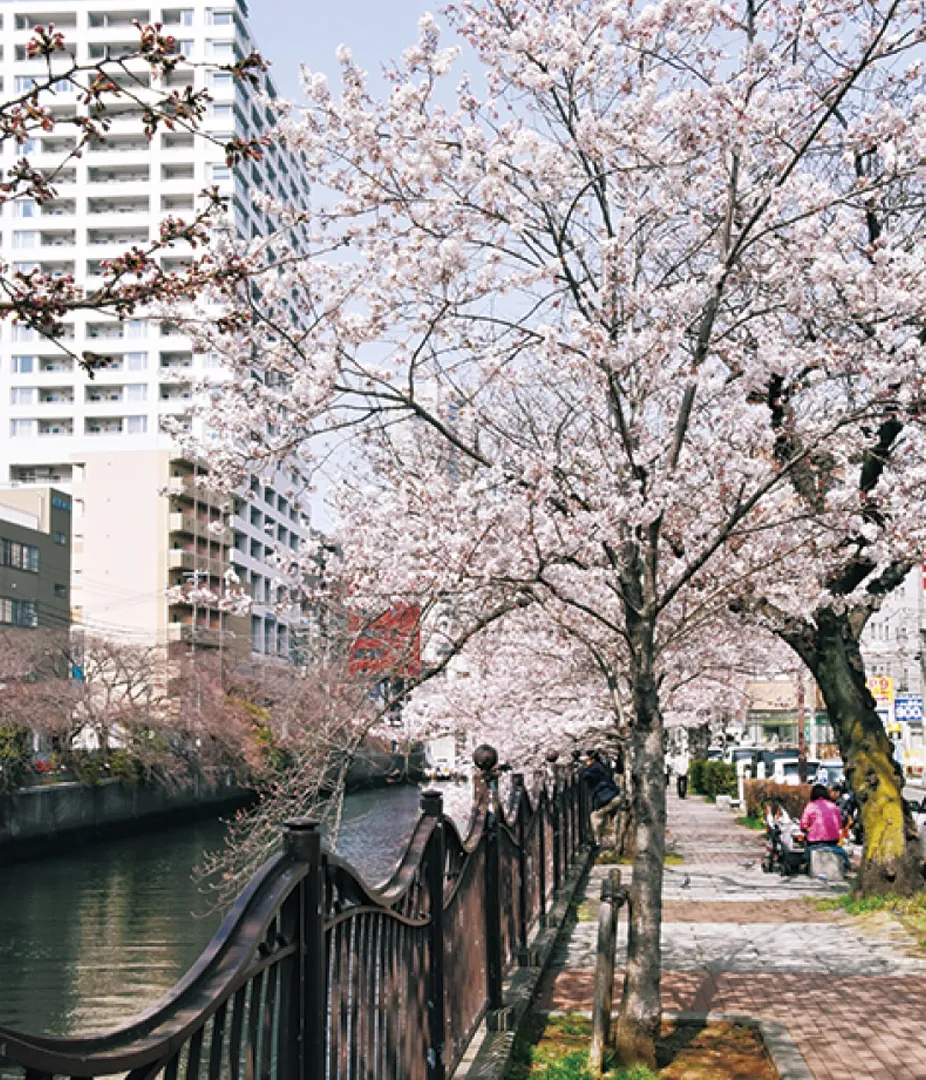 開花した大岡川沿いの桜