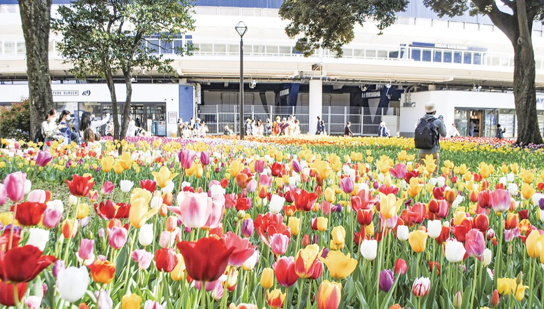 スタジアム前の横浜公園（４月８日撮影）