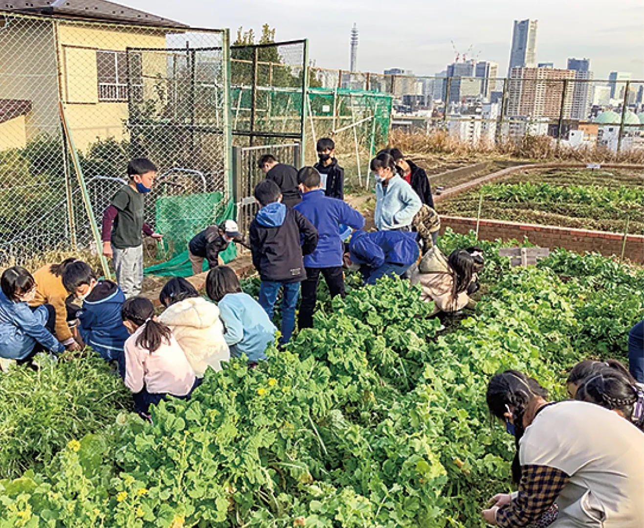 野菜を収穫する児童たち