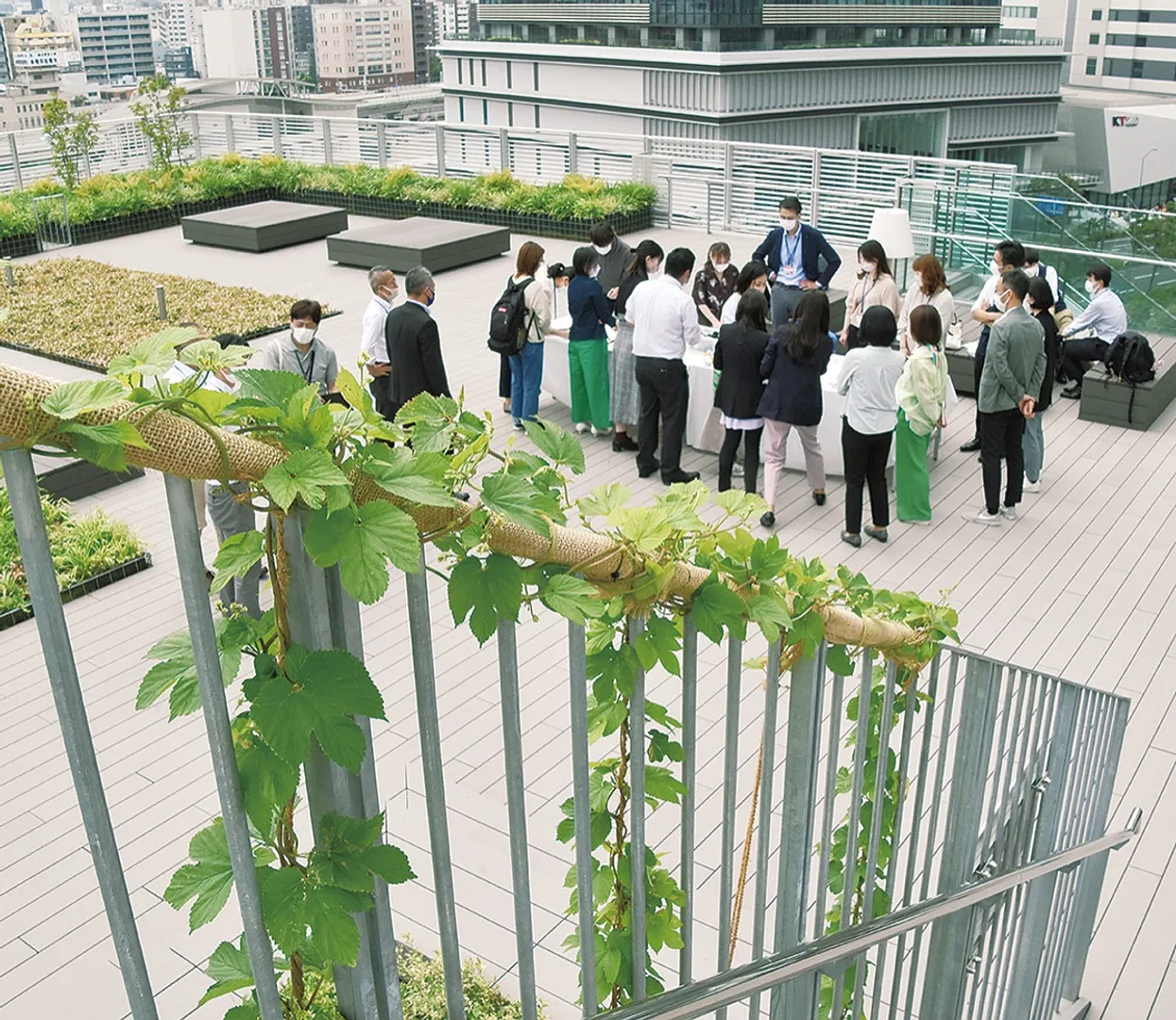 手すりをつたい成長したＭＭキャンパスのホップ。９日には約30人が参加した