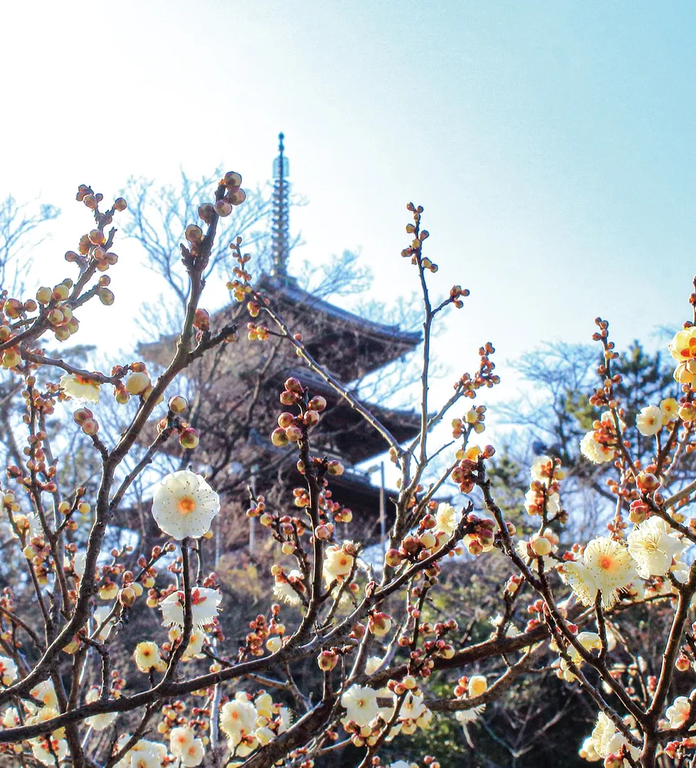 梅の花と旧燈明寺三重塔＝三溪園提供