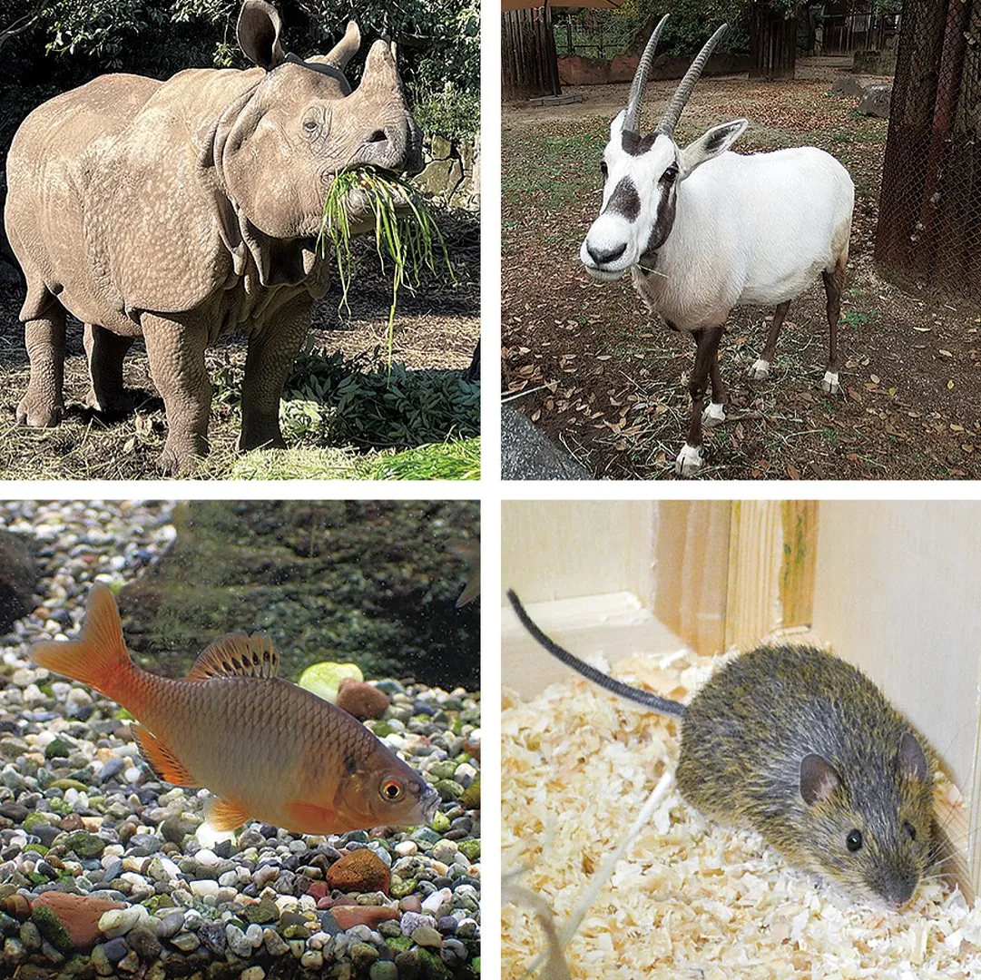 金沢動物園で飼育するアラビアオリックス、アマミトゲネズミ、ミヤコタナゴ、インドサイ（上段右から時計回り、提供：金沢動物園）