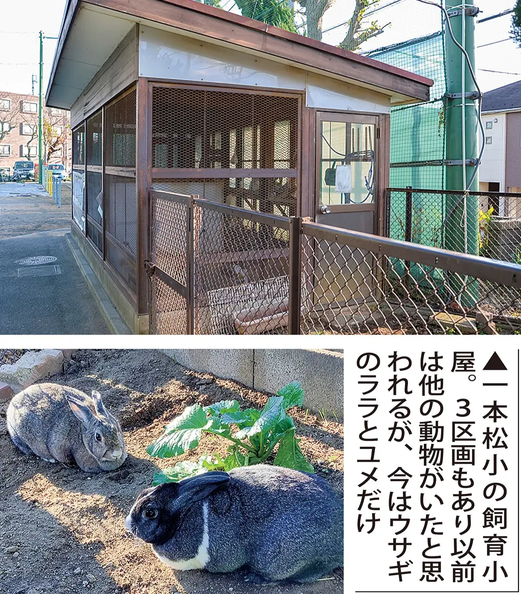 タウン記者がゆく 小学校のウサギを探せ | ニュース一覧 | かながわ 横浜観光ならアットヨコハマ【公式】
