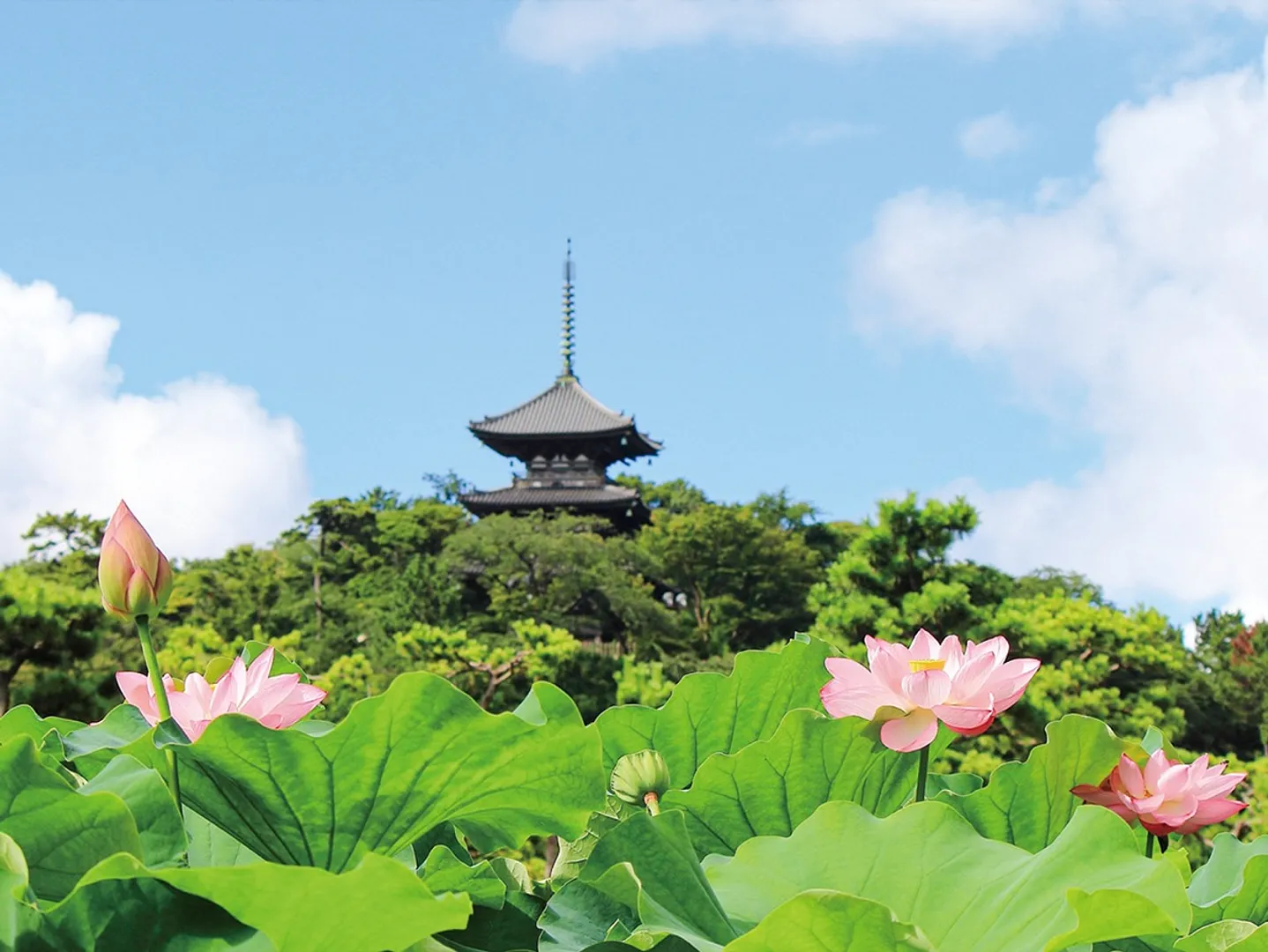 三溪園に咲くハスの花＝同園提供