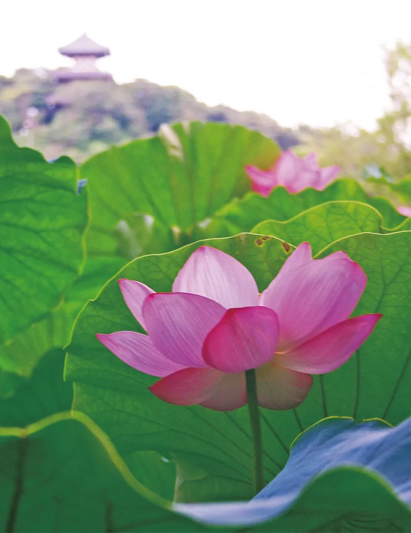 「蓮池から三重塔を望む」＝三溪園提供