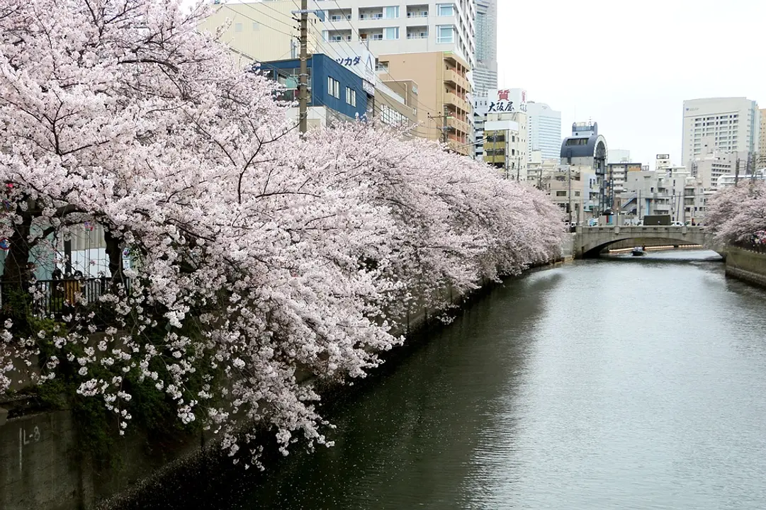 大岡川