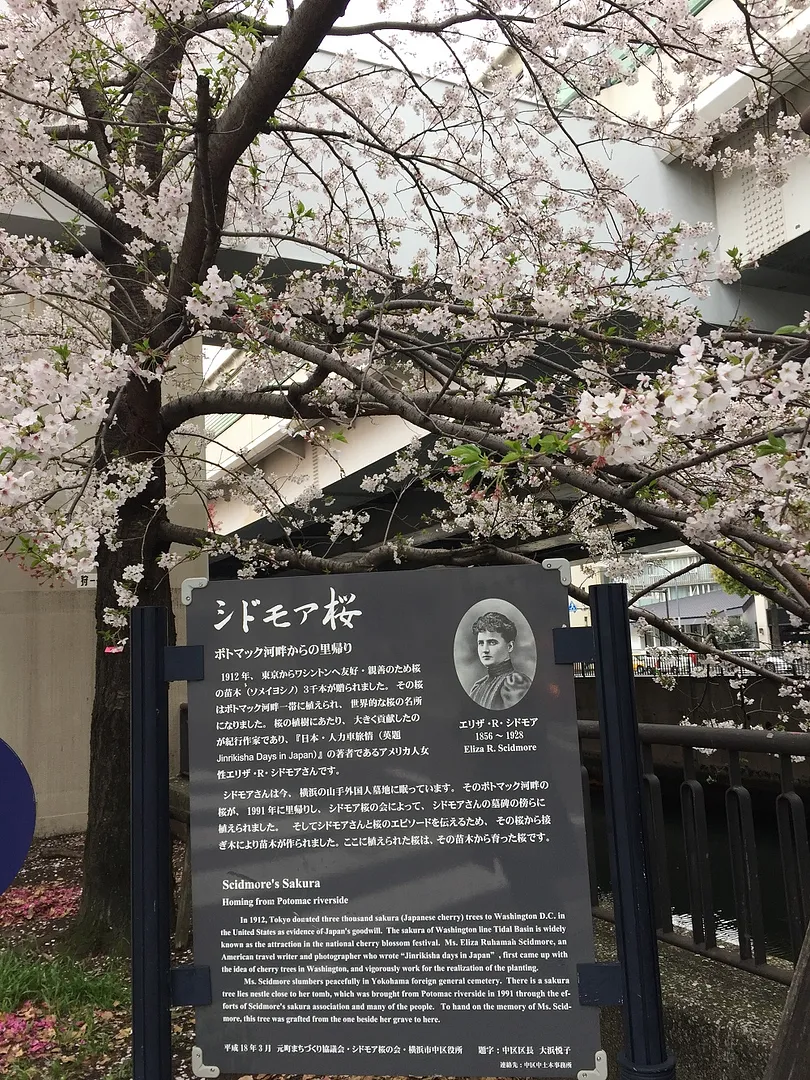 シドモア桜