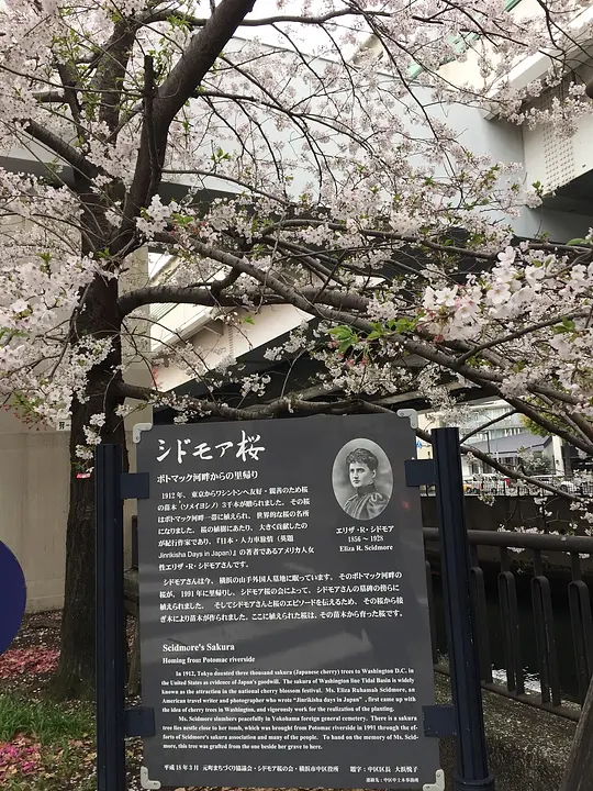 シドモア桜