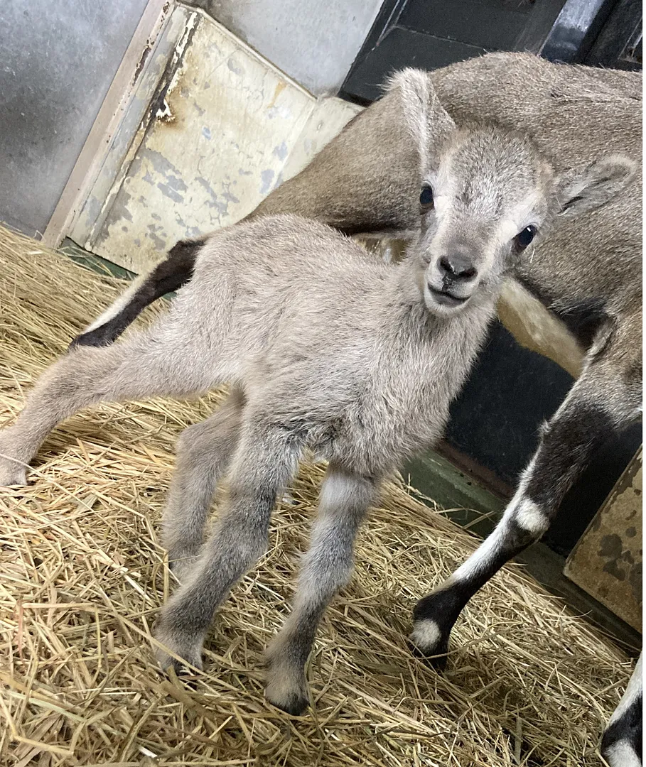 乾牧草に興味を示すようになったザクロ（金沢動物園提供）