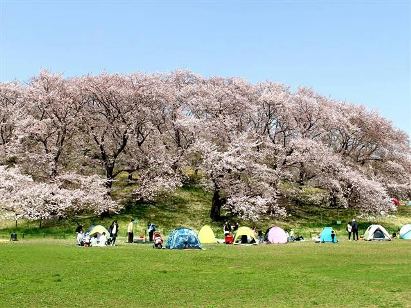 根岸(桜山)