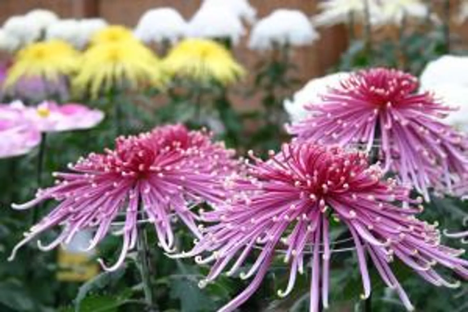 大菊