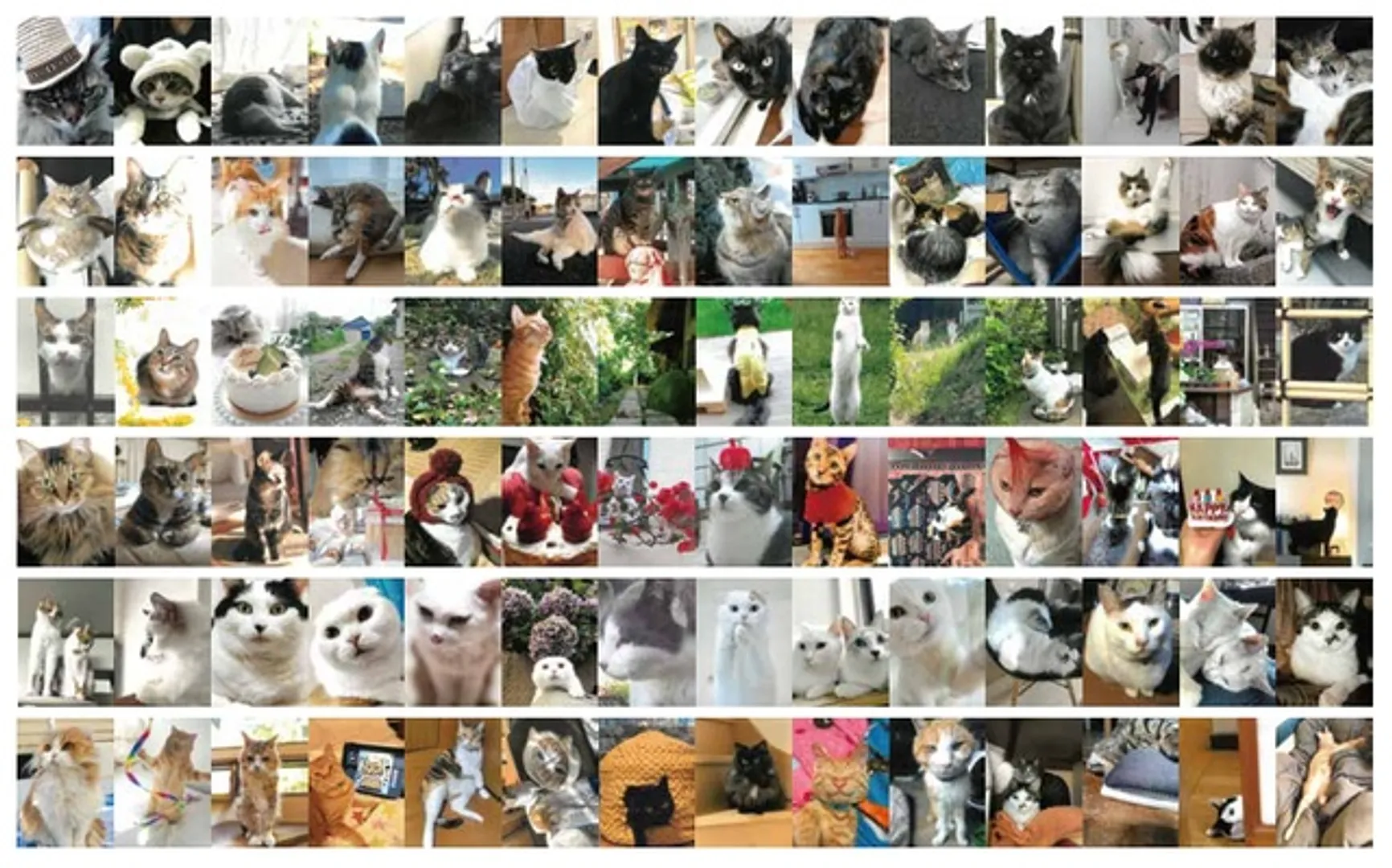 大佛次郎×ねこ写真展2024の応募作品より